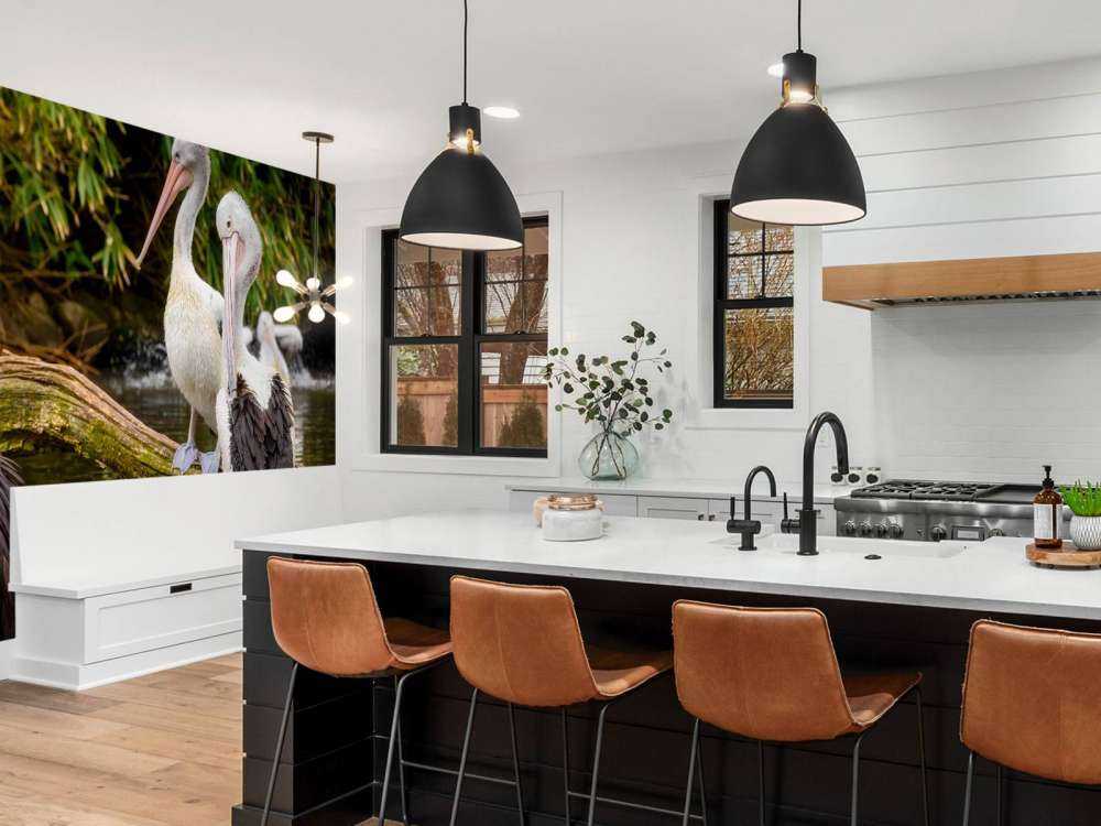 pelikany australijskie