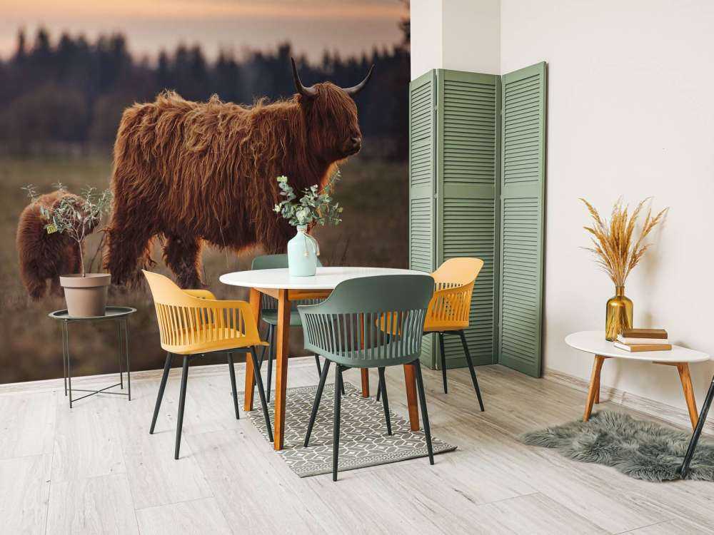 Szkockie wyżyny na łące