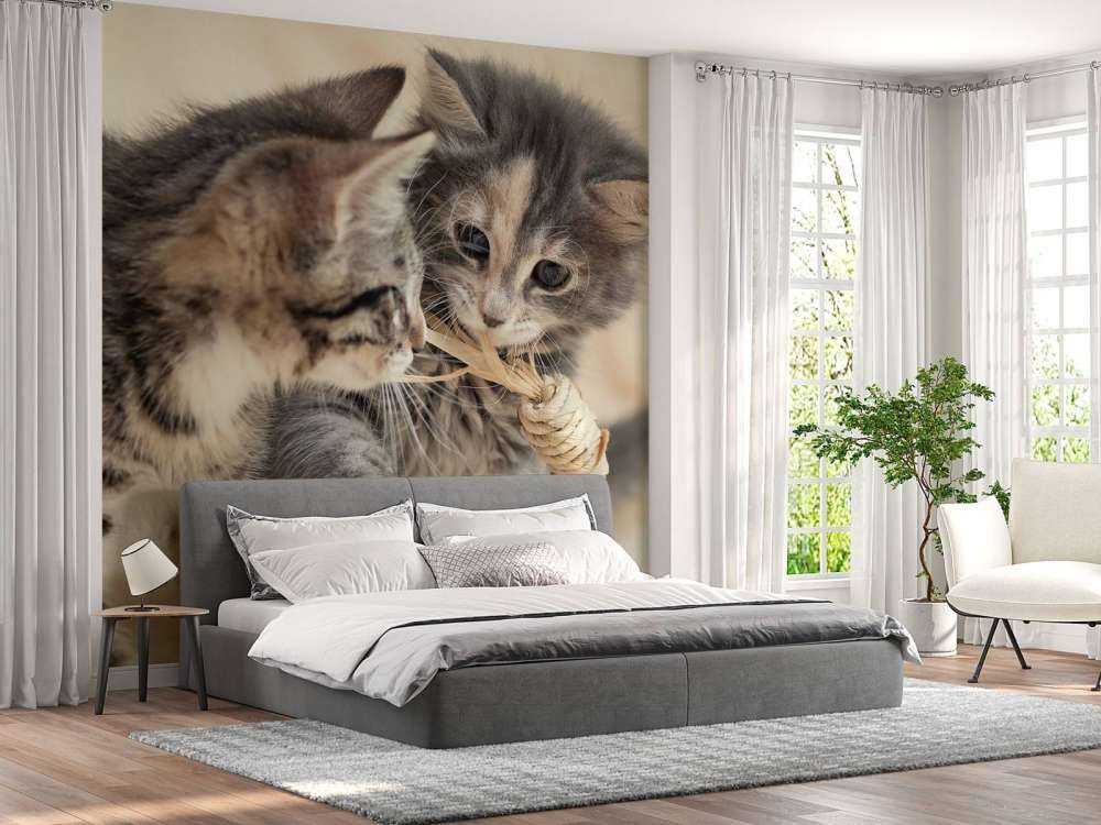 Bawiące się kocięta