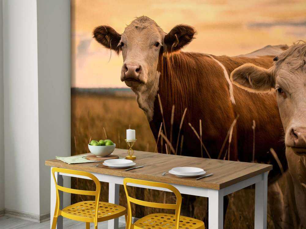 Krowy w wieczornym słońcu