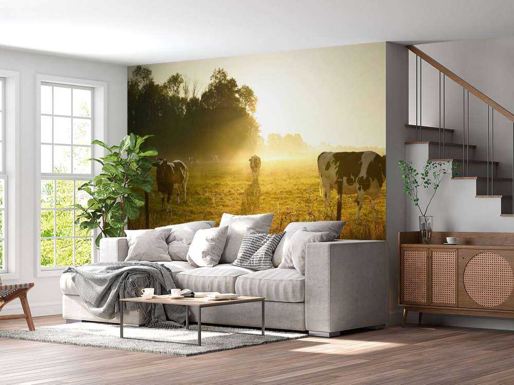 Krowa o wschodzie słońca