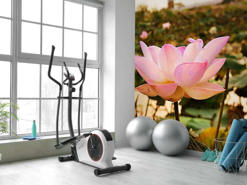 Różowy kwiat lotosu