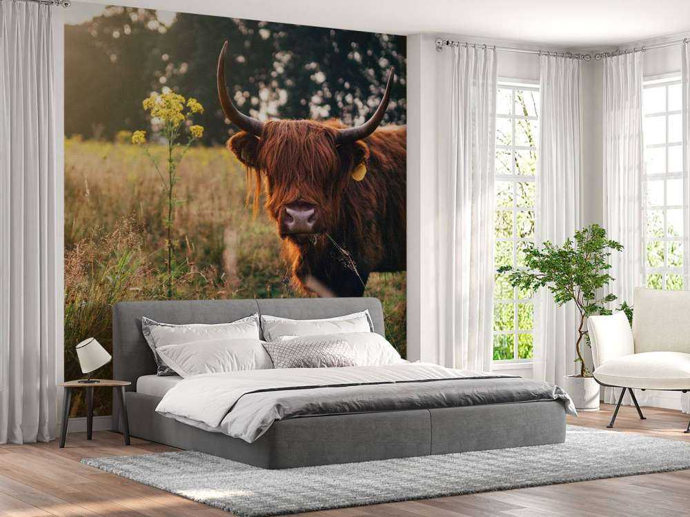 Szkocki wyżyn w wysokiej trawie