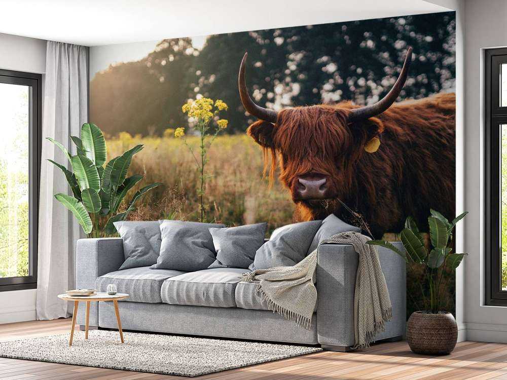 Szkocki wyżyn w wysokiej trawie