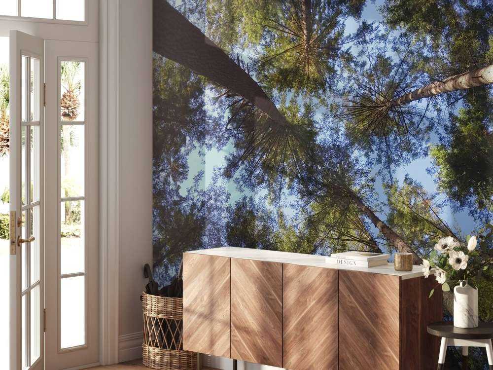 Wysokie drzewa iglaste