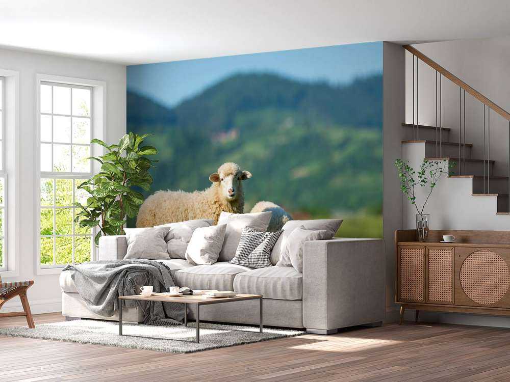 Dwie owce na pastwisku