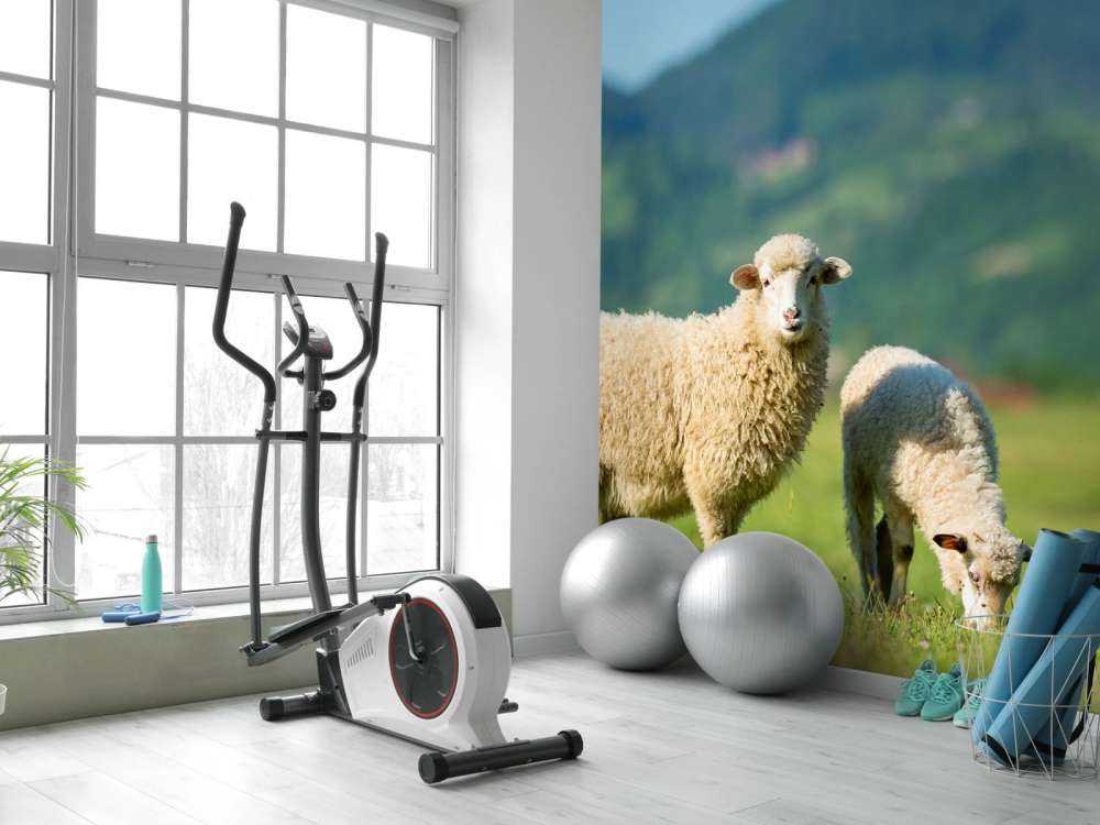 Dwie owce na pastwisku