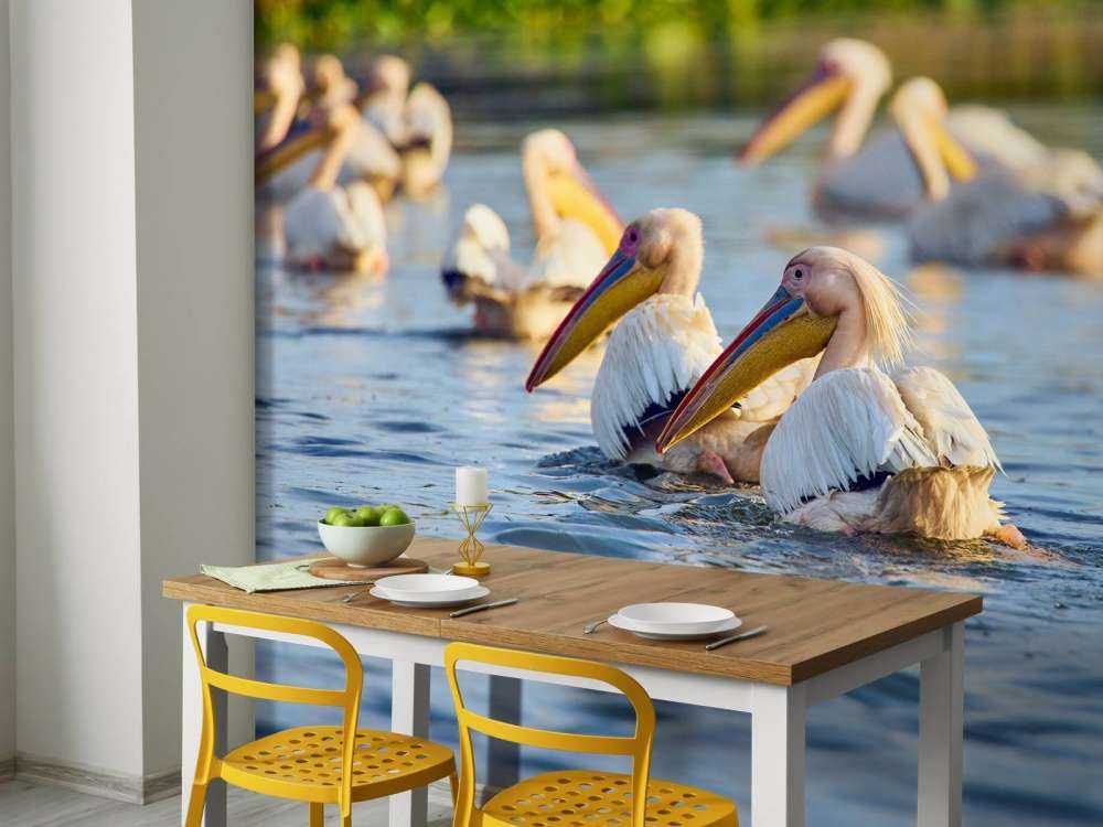 Pelikany na wolności