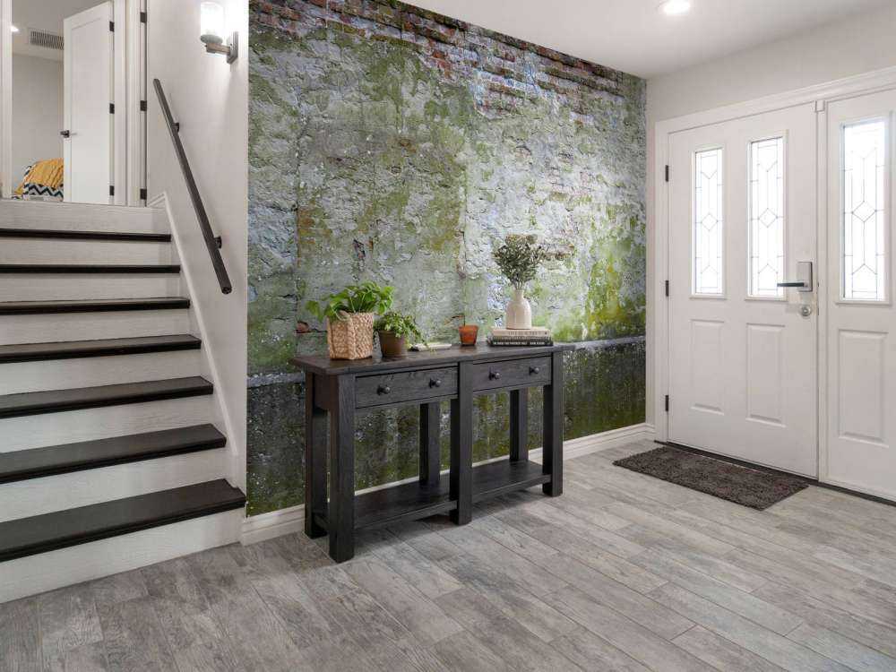 Mech na starej ścianie