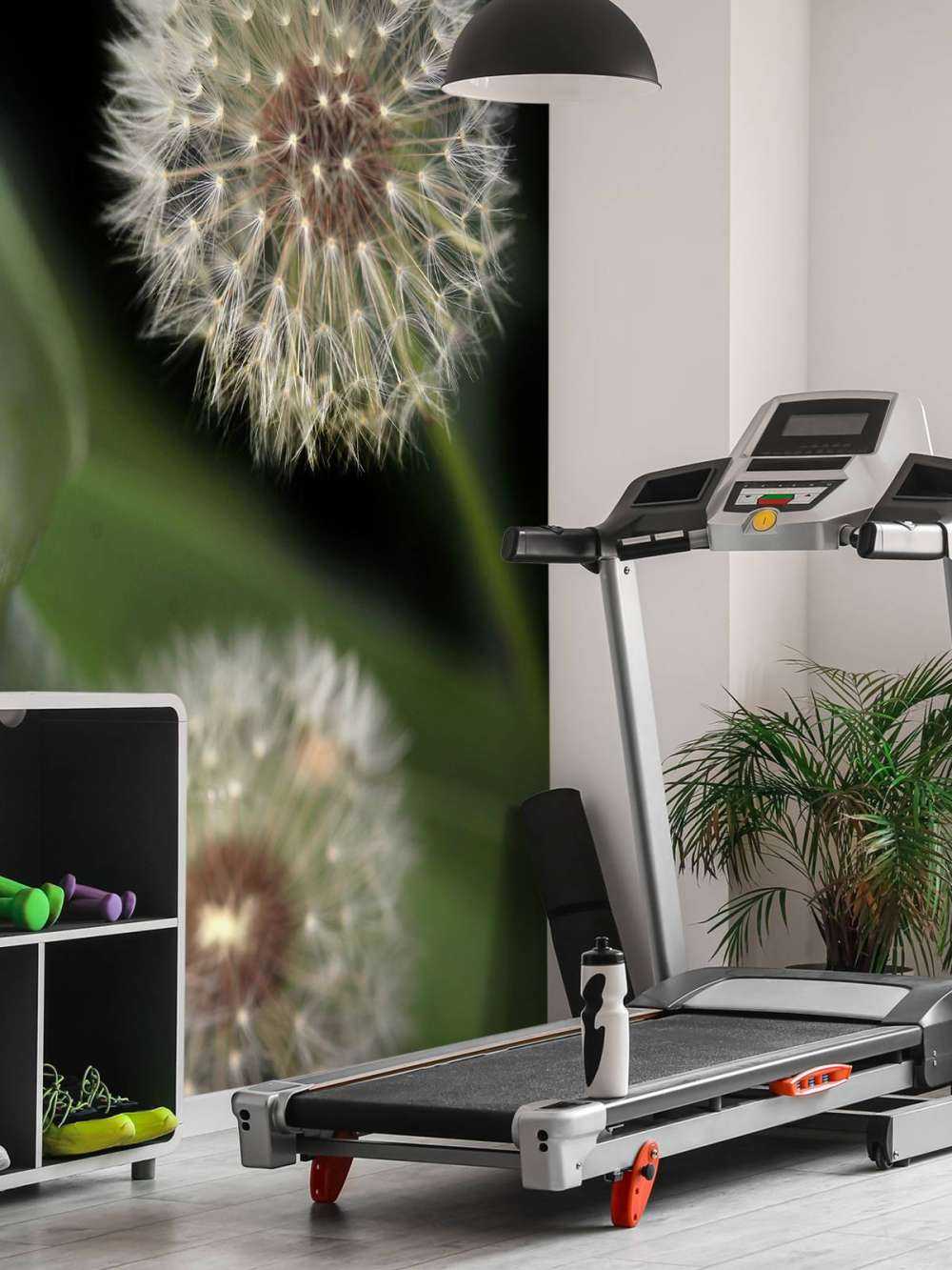 Zbliżenie na mniszki lekarskie