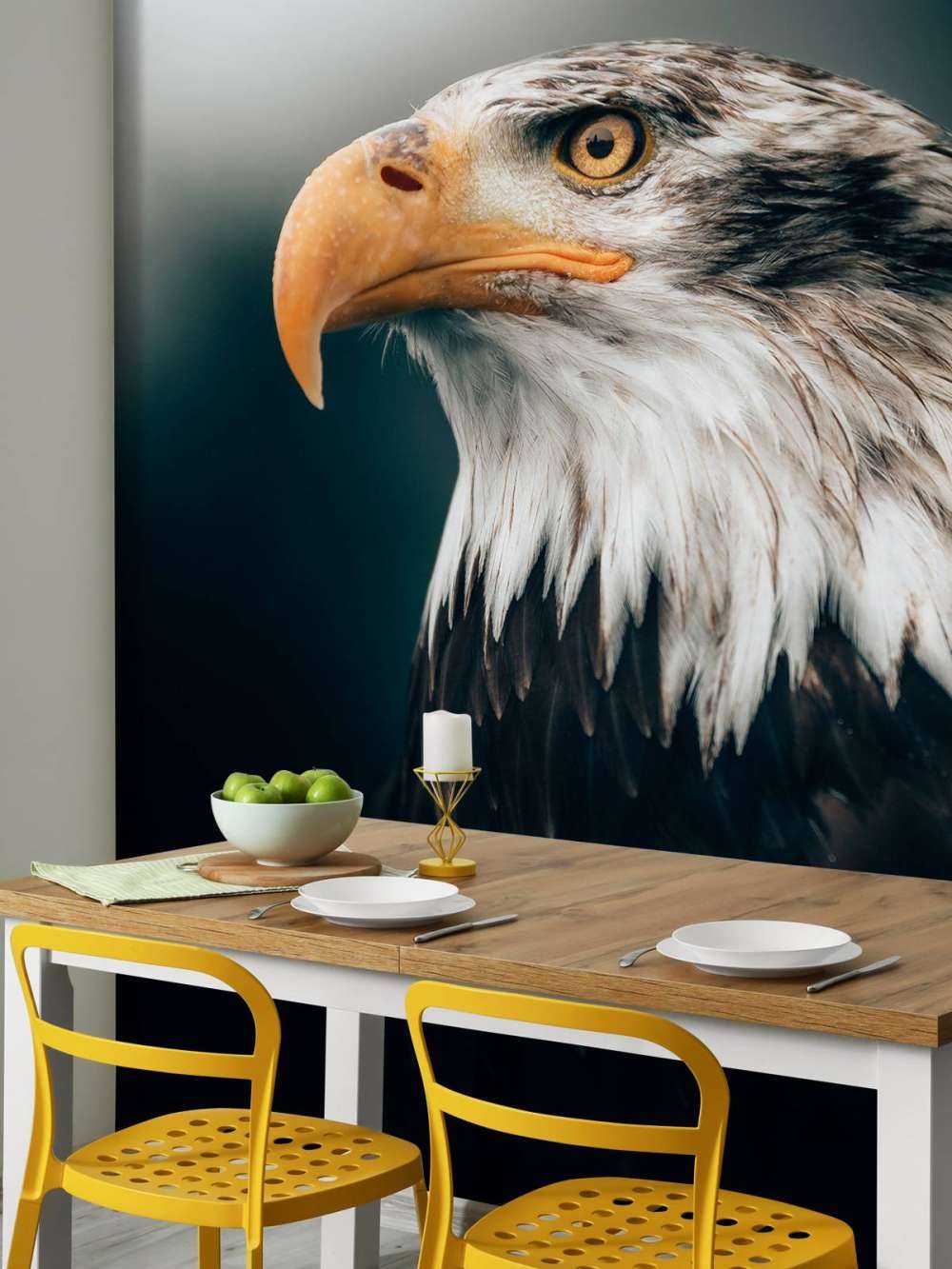 Orzeł morski w zbliżeniu