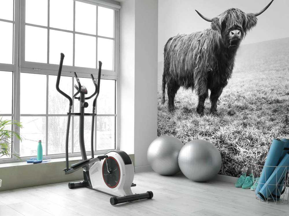 Szkocka rasa wyżynna w trawie