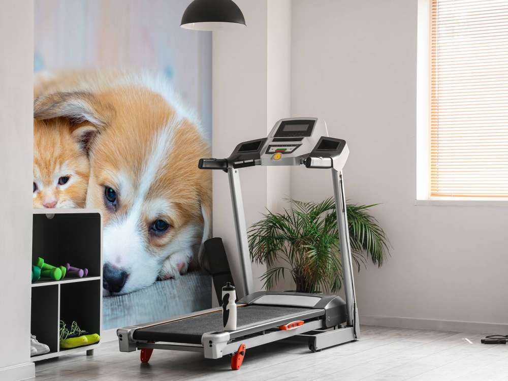 Tapeta dla kota. Zdjęcie kociaka i szczeniaka.