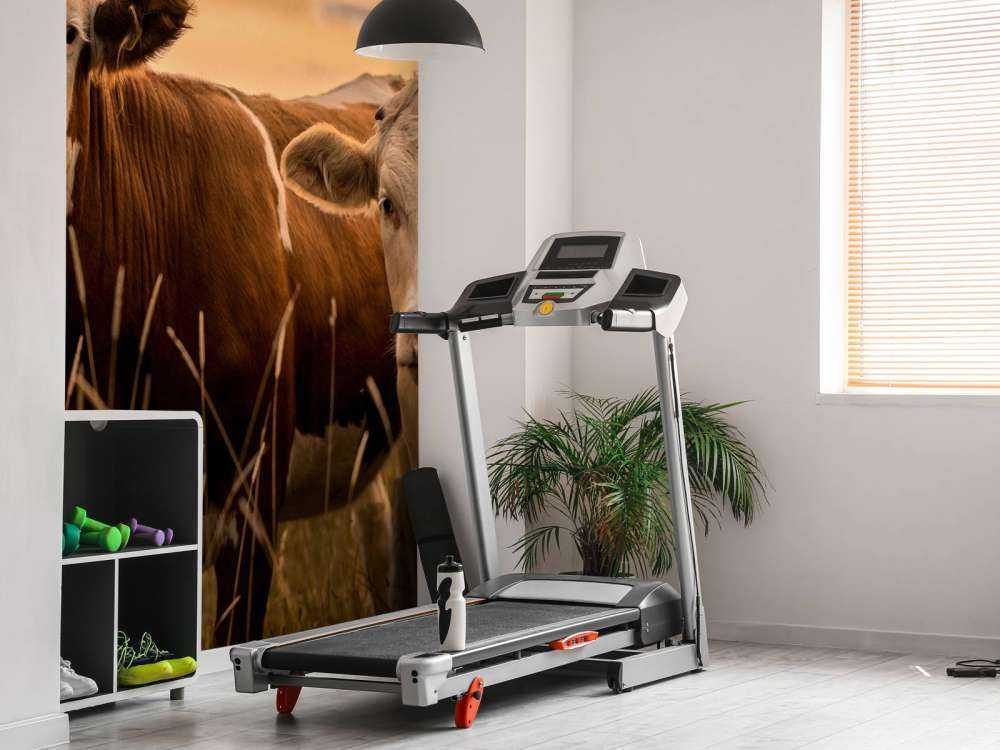 Krowy w wieczornym słońcu