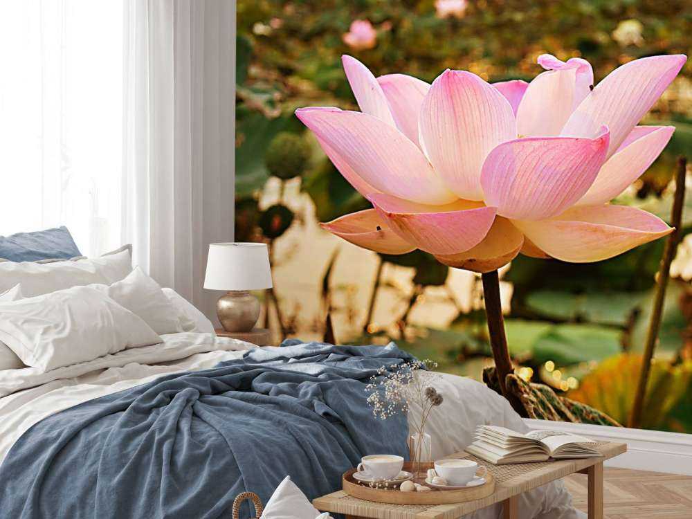 Różowy kwiat lotosu