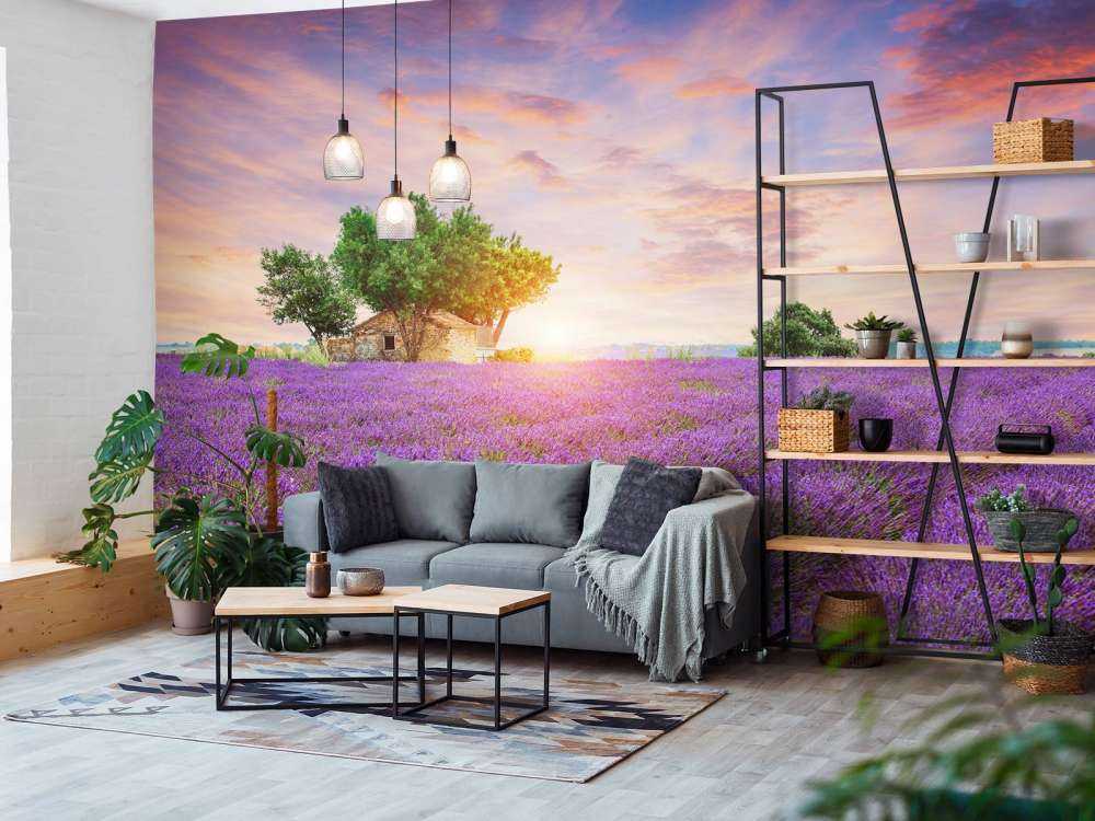 Pole lawendowe podczas wschodu słońca