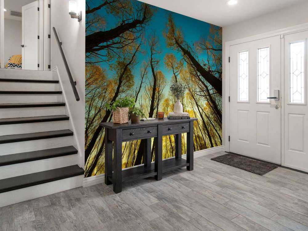 Wschód słońca między wysokimi drzewami