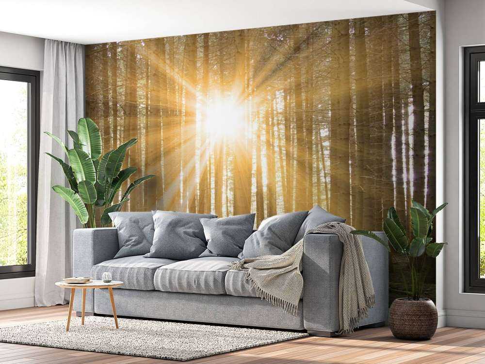 Las sosnowy z blaskiem słońca