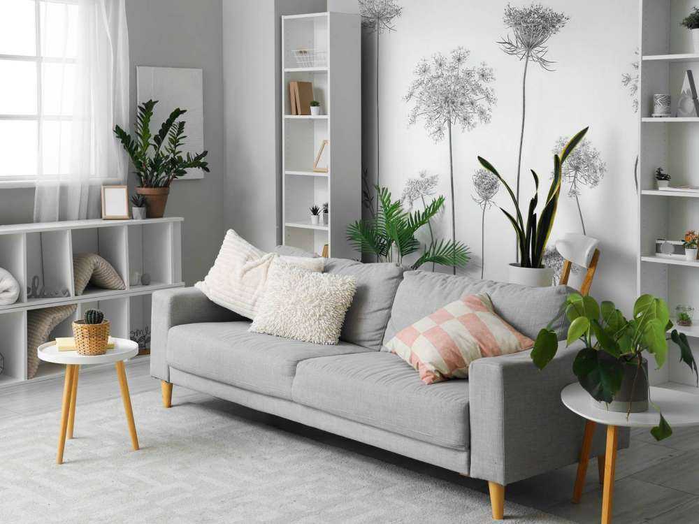 Krowa pietruszka w czerni i bieli