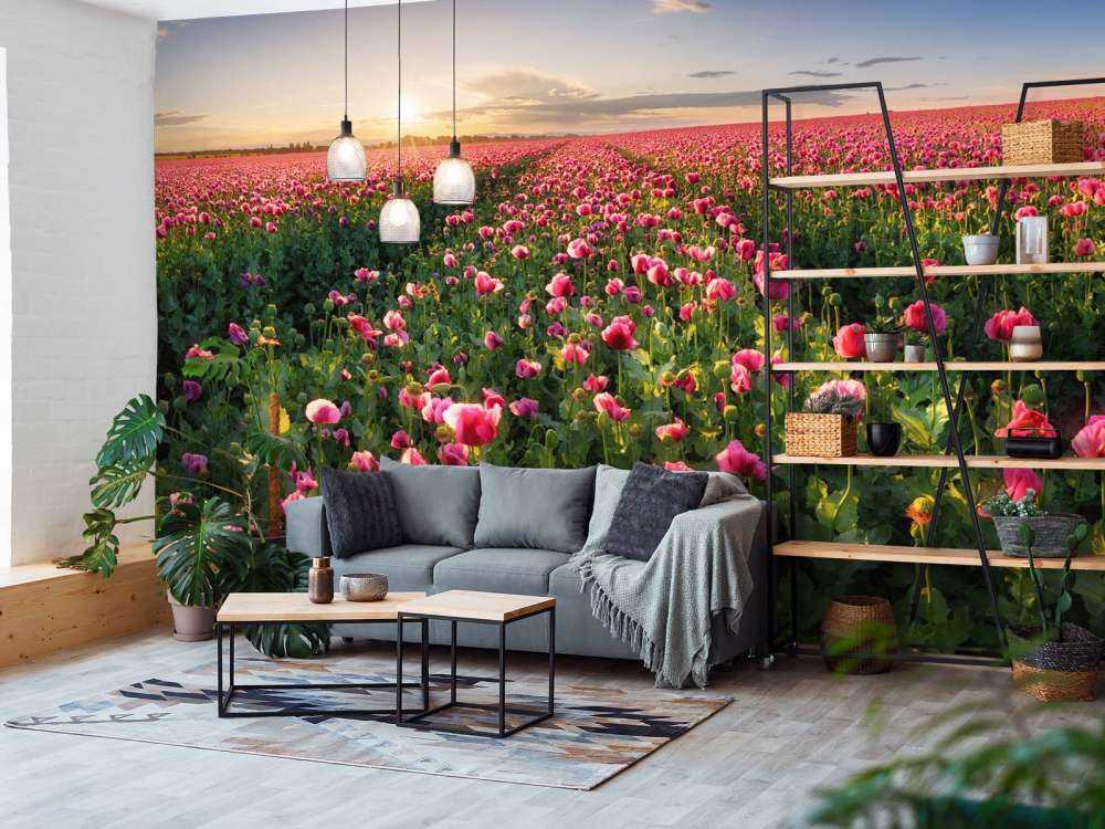 Pole różowych maków