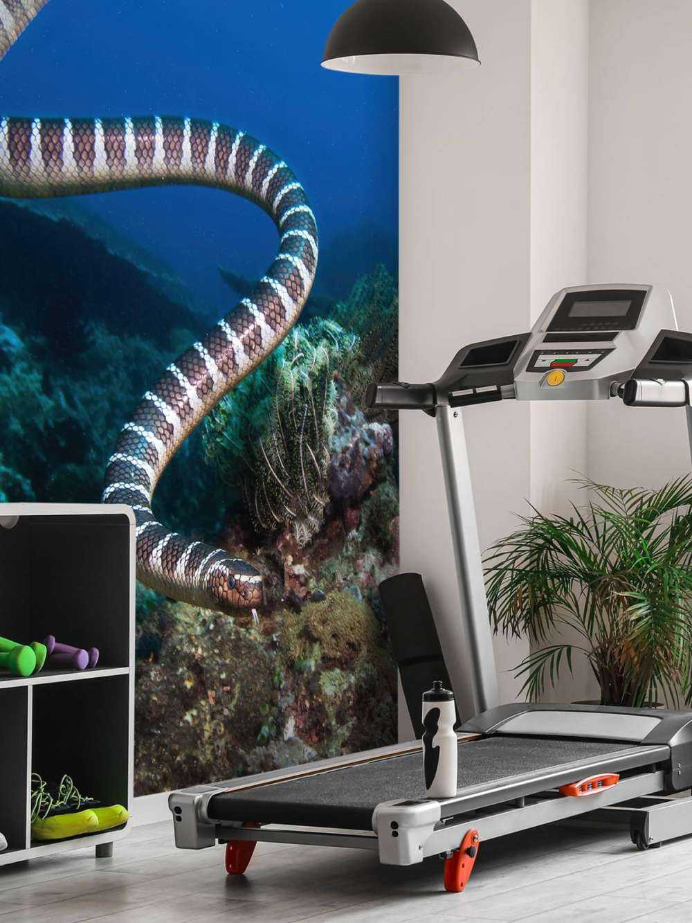 Pasiasty wąż morski