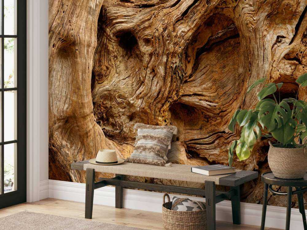 Zbliżenie na stare drzewo