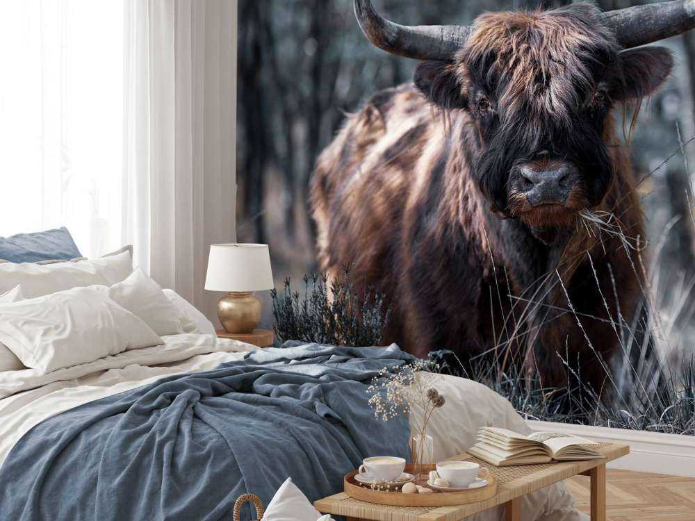 Szkocka rasa wyżynna