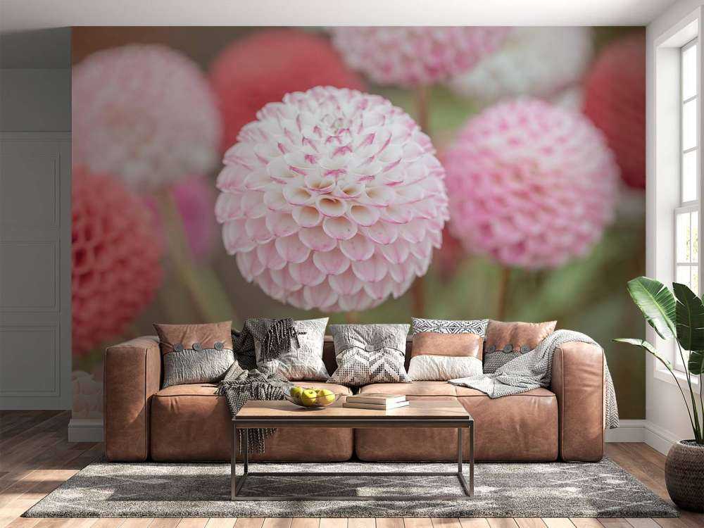 Różowe kwiaty dalii