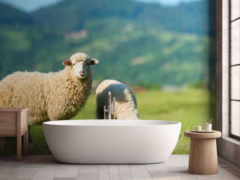 Dwie owce na pastwisku