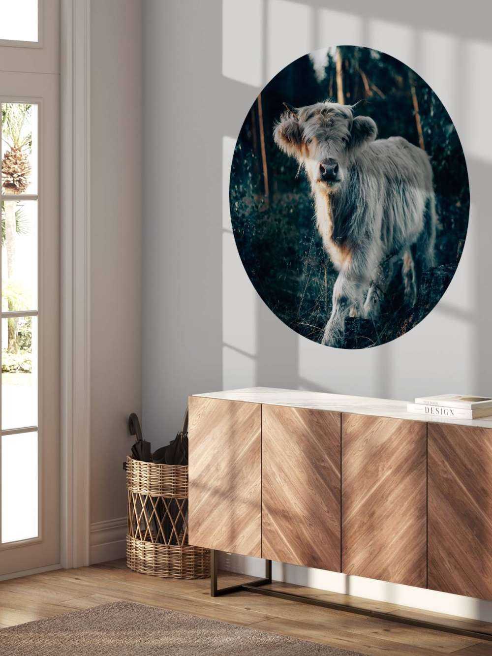 Góral szkocki młode