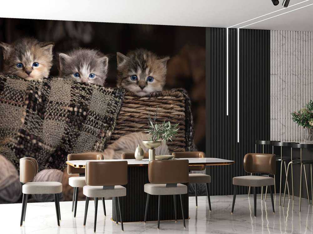 Trzy kocięta w koszyku