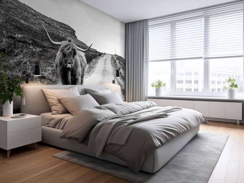 Szkocka rasa wyżynna na drodze