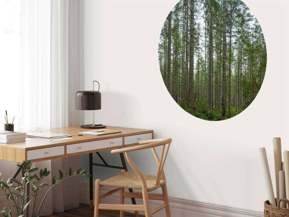 Drzewa wysoko wyprostowane