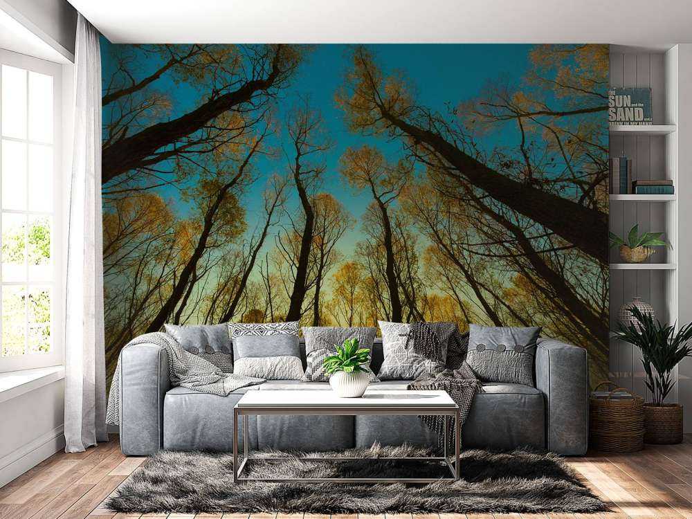 Wschód słońca między wysokimi drzewami