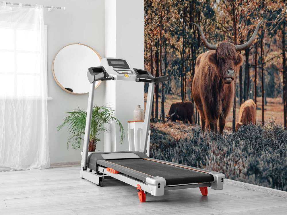 Szkocki góral na skraju lasu