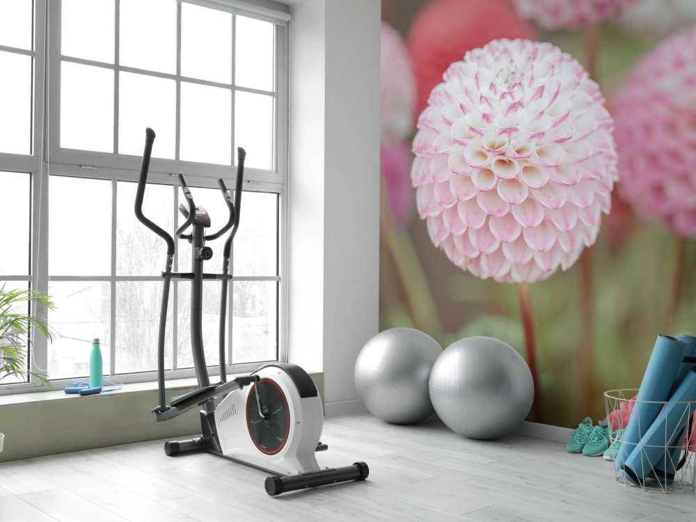 Różowe kwiaty dalii