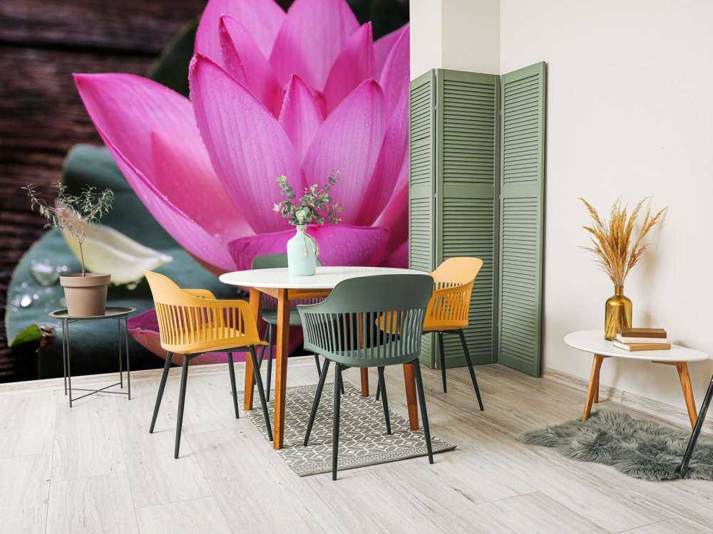 Zbliżenie różowy lotos