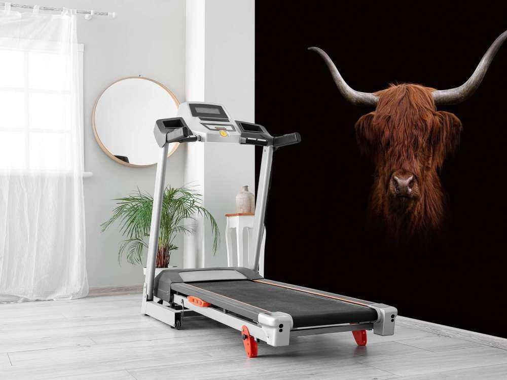 Szkocka rasa wyżynna na ciemnym tle