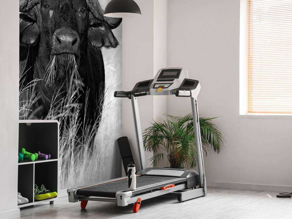 Bawół w czerni i bieli