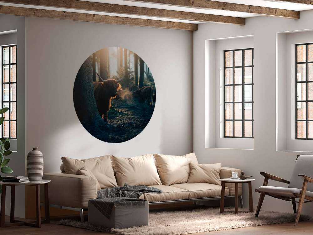 Szkocki byk w porannym świetle