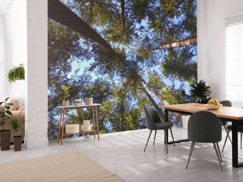 Wysokie drzewa iglaste