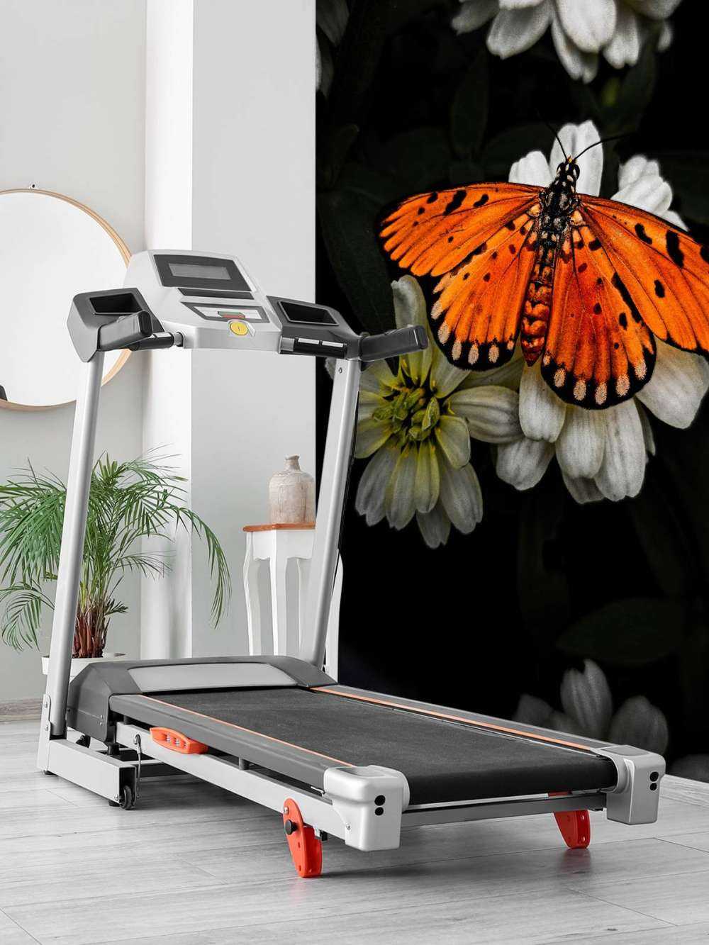 Motyl monarchy na kwiecie