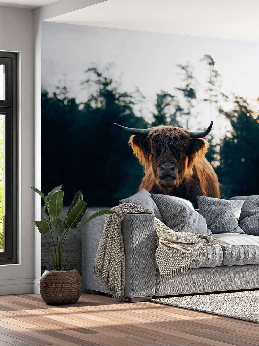 Szkocki góral w porannym słońcu