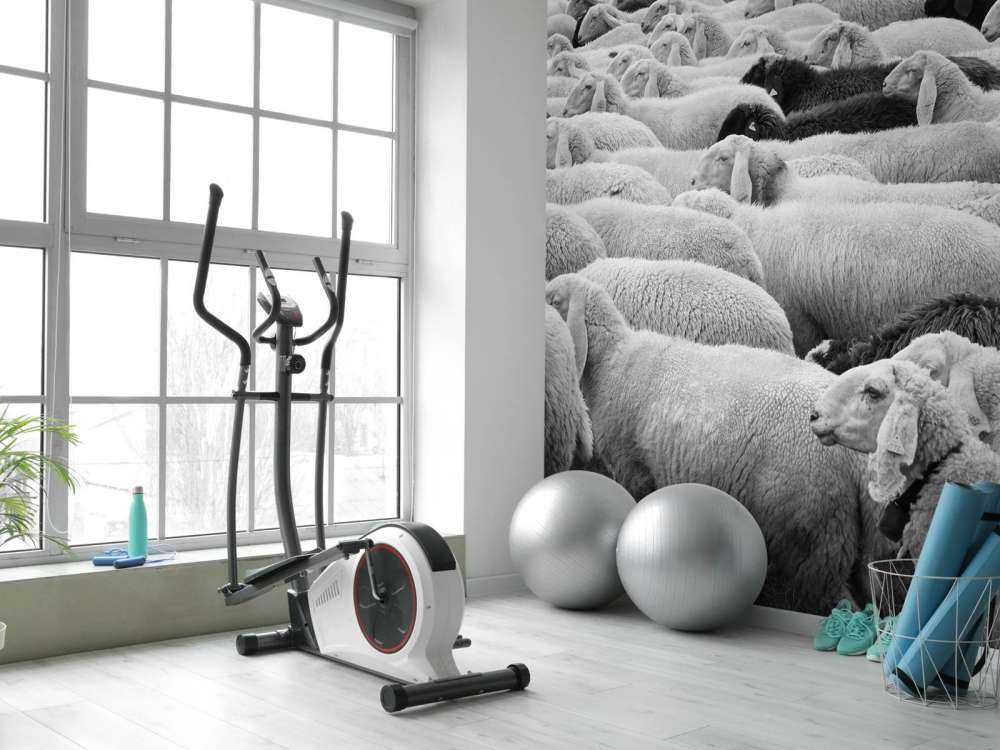 Czarna i biała owca