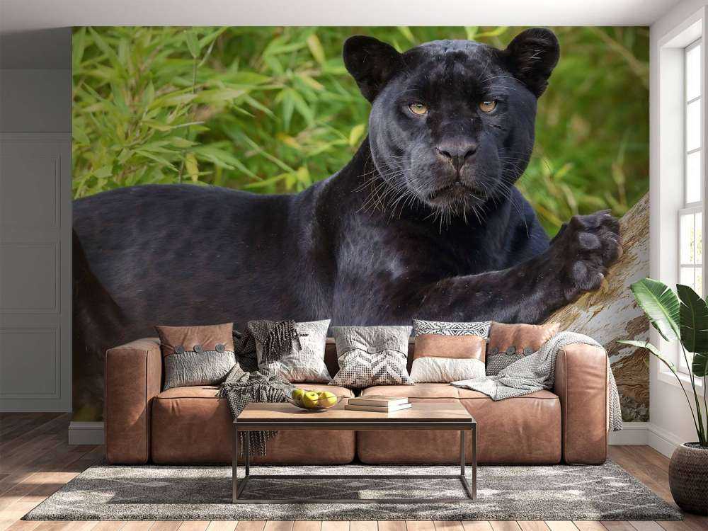 Czarna pantera na drzewie