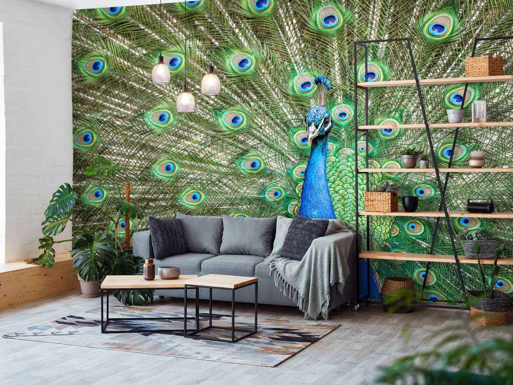 Paw z rozszerzonymi piórami