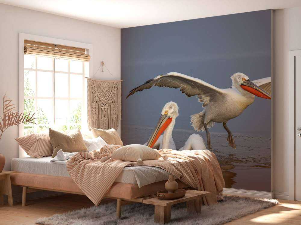 pelikan dalmatyński