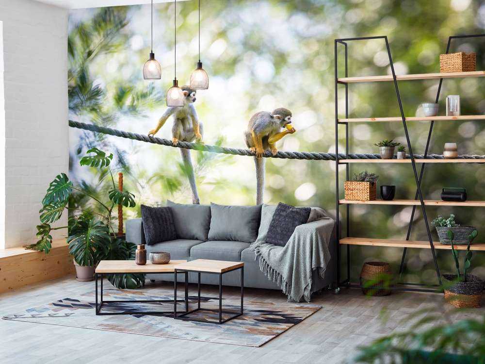 Małpy wiewiórki na linie