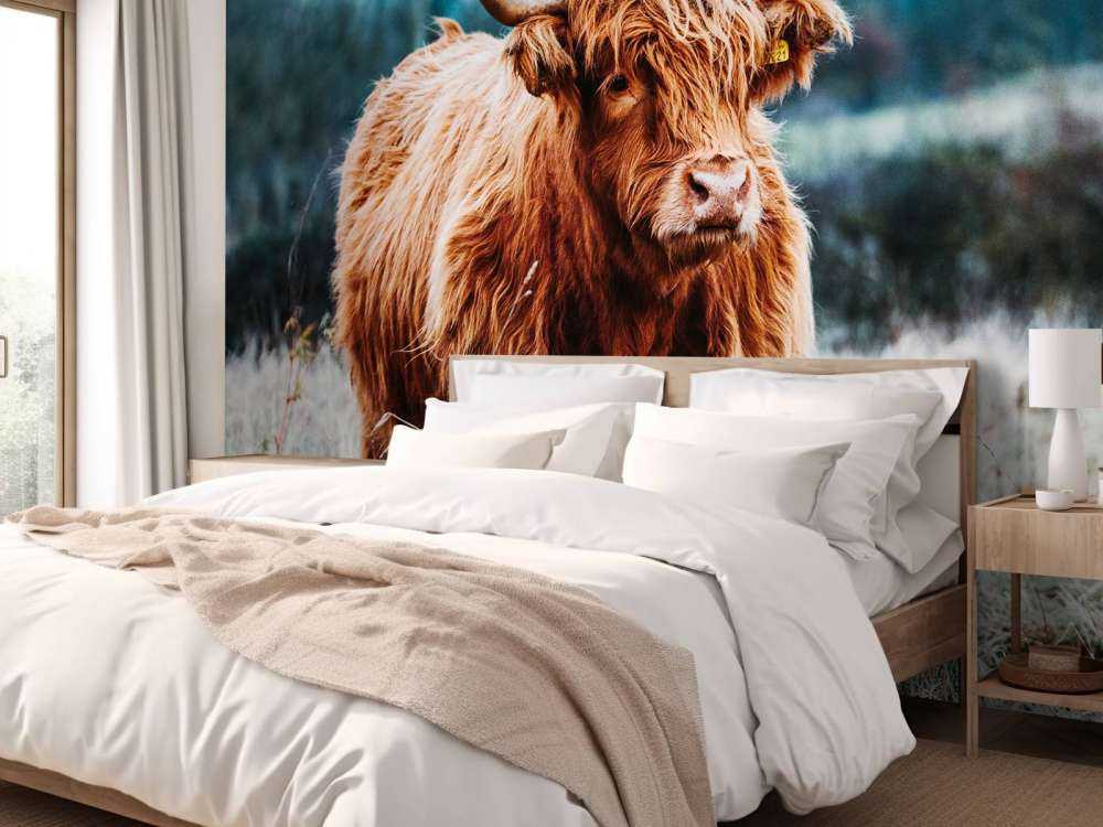 Szkocki wyżyn w lesie