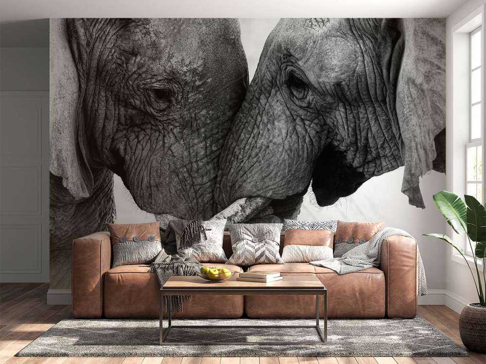 Fototapety słonie